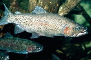 国产虹鳟鱼孕妇能吃吗视频,安全与营养两不误