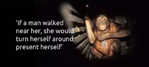 国产惩罚性奴视频,黑暗背后的真相与反思