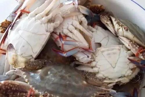 国产海蟹评测视频大全,视频大全揭秘美味与品质