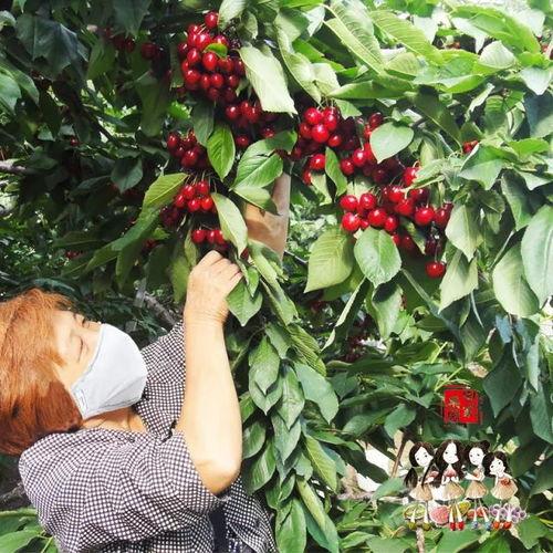 国产樱桃好吃嘛视频,美味诱人，口感绝佳，视频揭秘樱桃的魅力